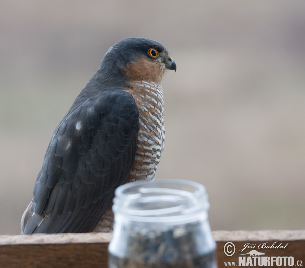 Sperwer roofvogel