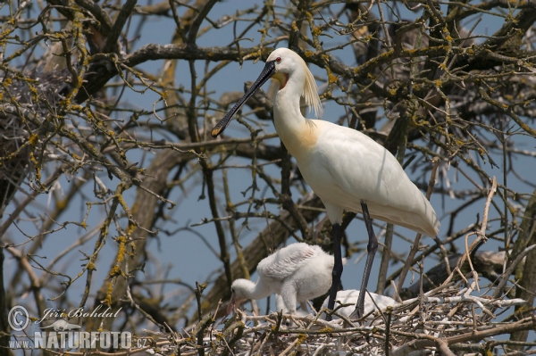 Spoonbill (Platalea leucorodia)