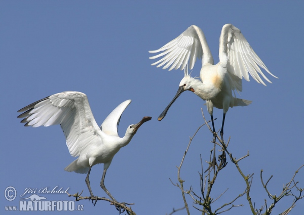 Spoonbill (Platalea leucorodia)