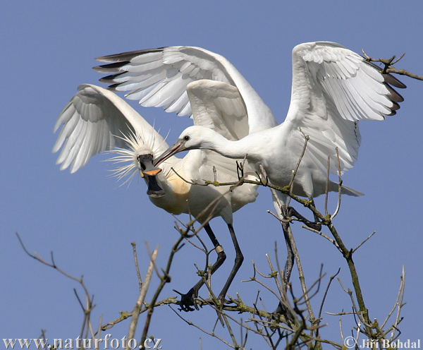 Spoonbill