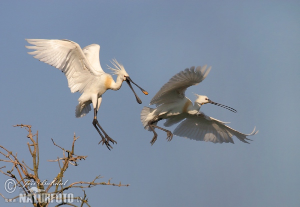 Spoonbill (Platalea leucorodia)