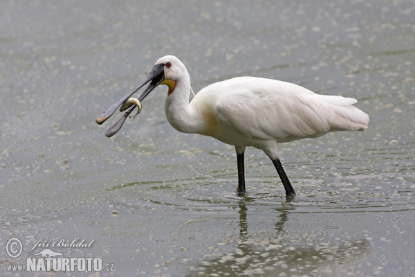 Spoonbill (Platalea leucorodia)