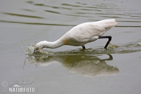 Spoonbill (Platalea leucorodia)