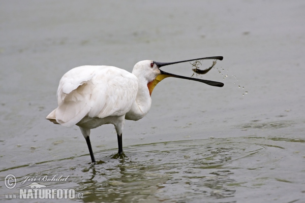 Spoonbill (Platalea leucorodia)