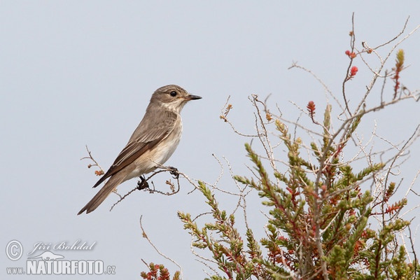 Spotted Flycatcher (Muscicapa striata)