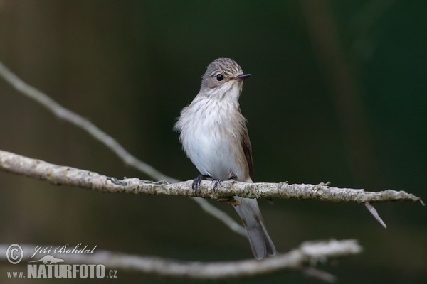 Spotted Flycatcher (Muscicapa striata)