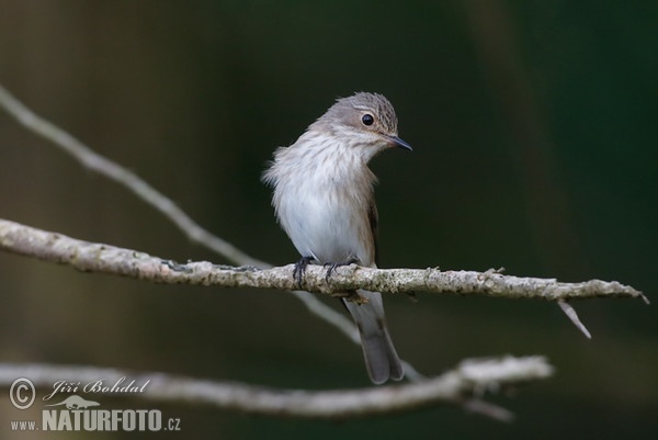 Spotted Flycatcher (Muscicapa striata)