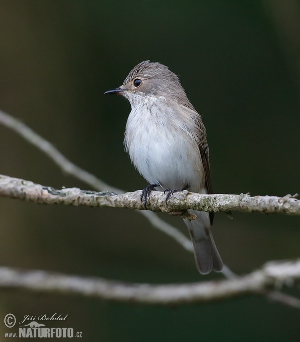 Spotted Flycatcher (Muscicapa striata)