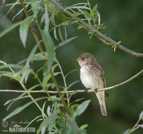 Spotted Flycatcher (Muscicapa striata)