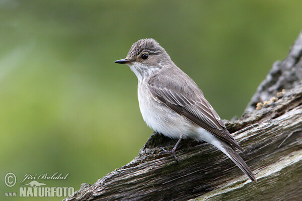 Spotted Flycatcher (Muscicapa striata)