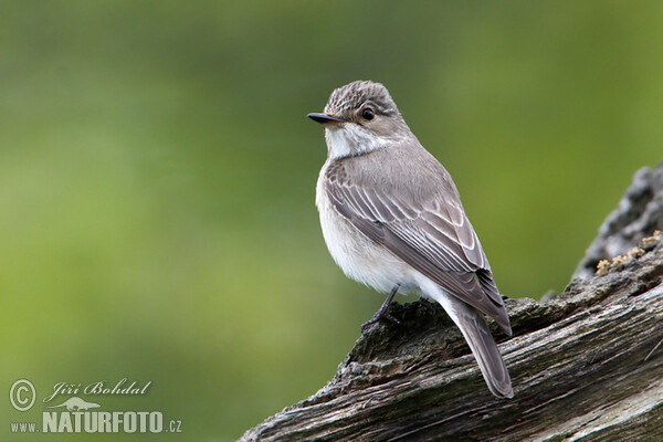 Spotted Flycatcher (Muscicapa striata)