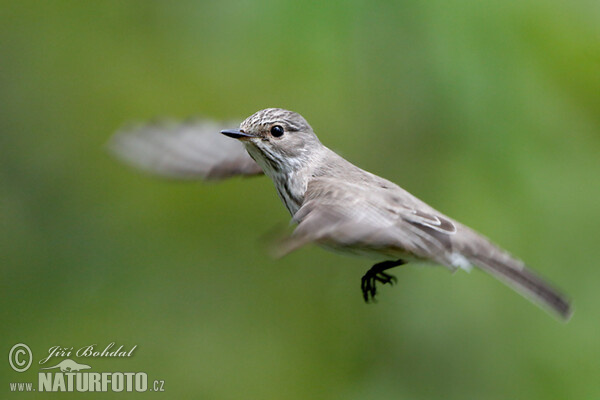 Spotted Flycatcher (Muscicapa striata)