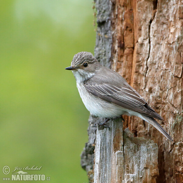 Spotted Flycatcher (Muscicapa striata)