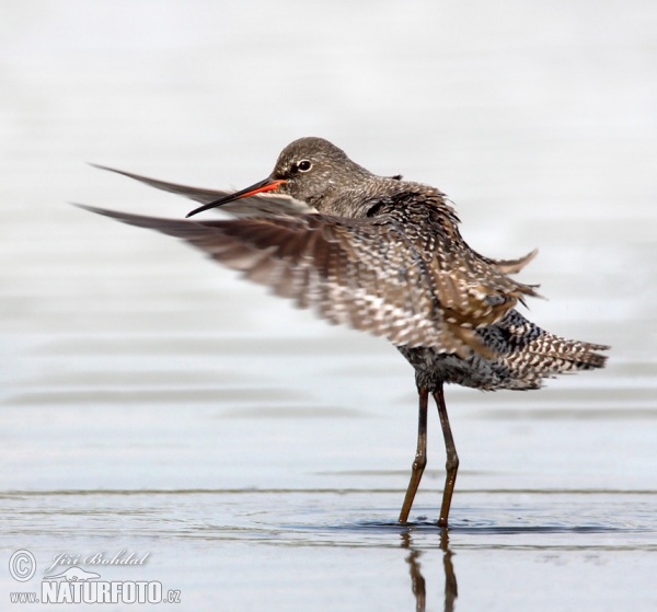 Spotted Redshank (Tringa erythropus)