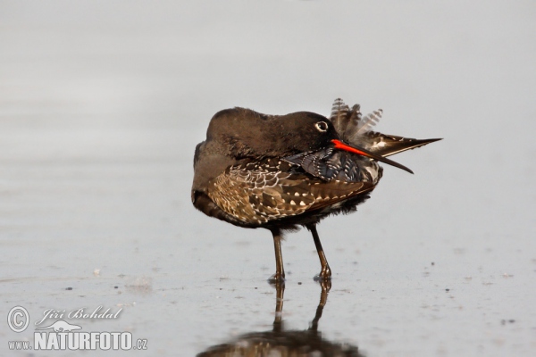 Spotted Redshank (Tringa erythropus)