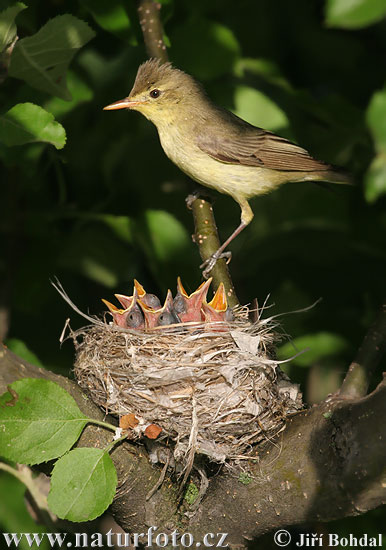 Spotvogel