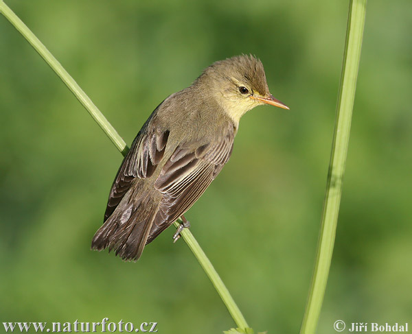 Spotvogel