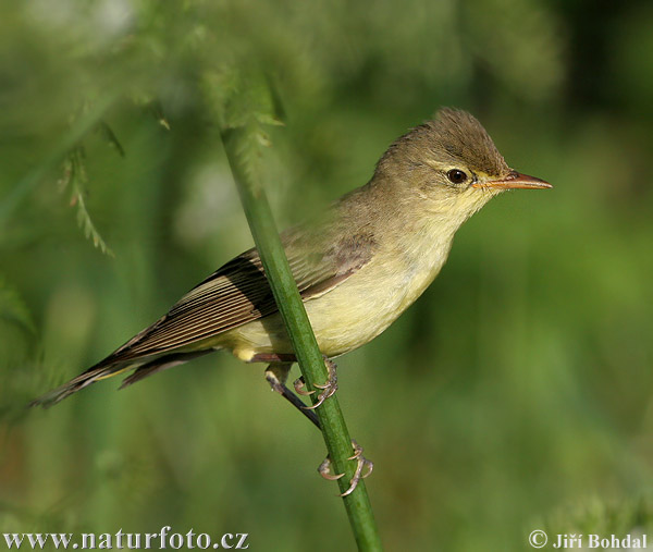 Spotvogel