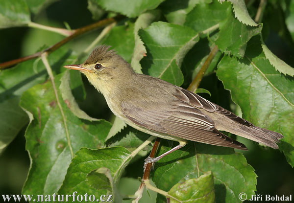 Spotvogel