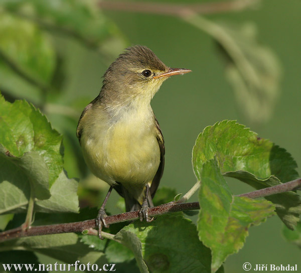 Spotvogel