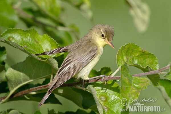 Spotvogel