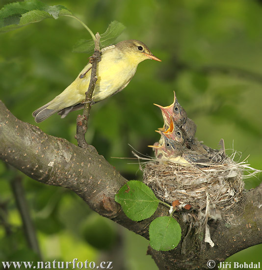 Spotvogel