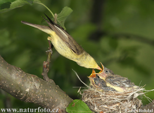 Spotvogel