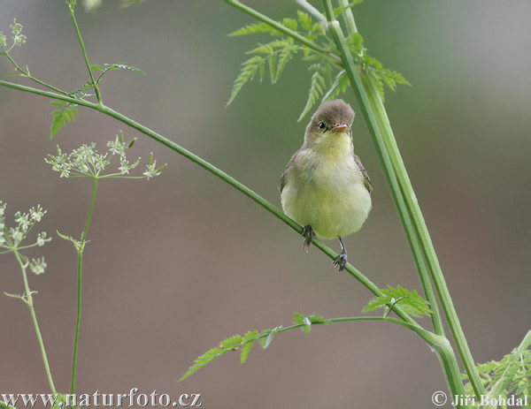 Spotvogel