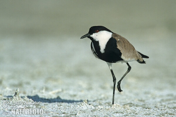 Spur-winged Plover (Hoplopterus spinosus)