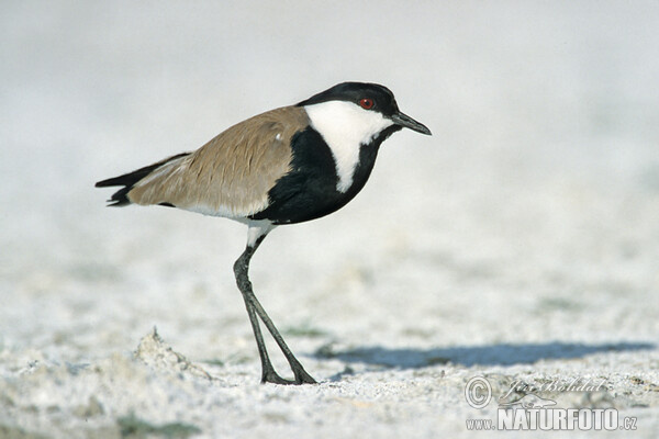 Spur-winged Plover (Hoplopterus spinosus)