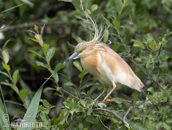 Squacco Heron (Ardeola ralloides)