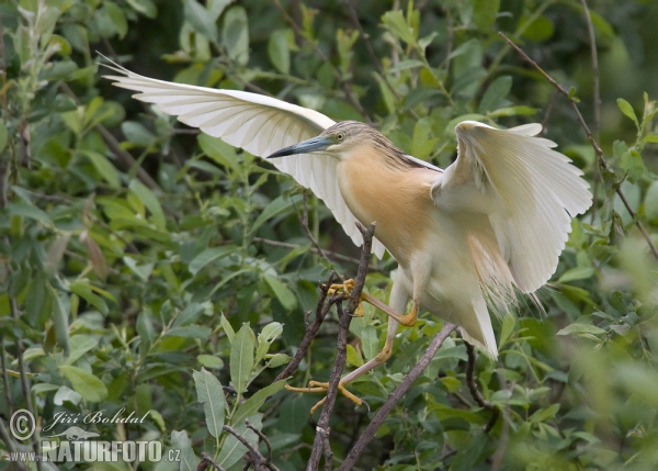 Squacco Heron (Ardeola ralloides)