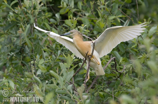 Squacco Heron (Ardeola ralloides)