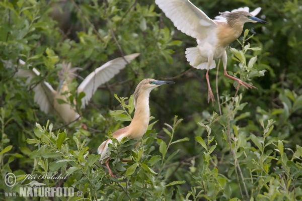 Squacco Heron (Ardeola ralloides)