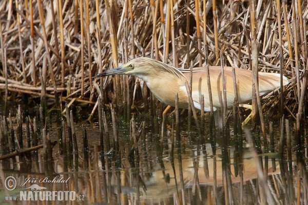 Squacco Heron (Ardeola ralloides)