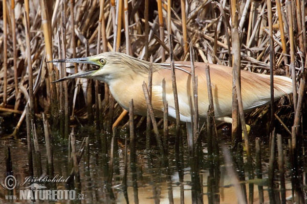 Squacco Heron (Ardeola ralloides)