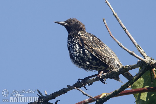 Starling (Sturnus vulgaris)