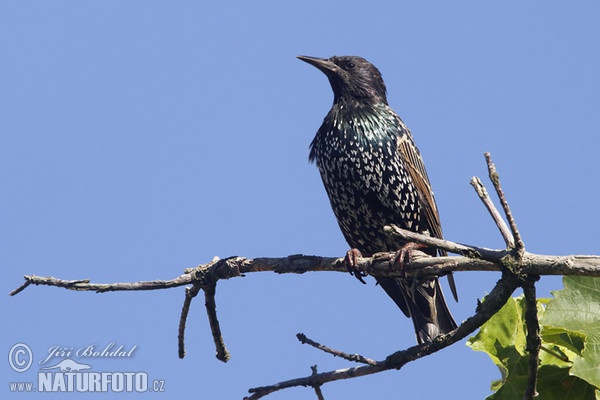 Starling (Sturnus vulgaris)