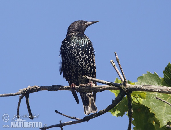 Starling (Sturnus vulgaris)