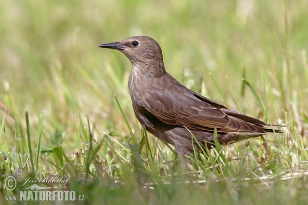 Starling (Sturnus vulgaris)