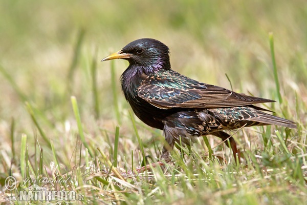 Starling (Sturnus vulgaris)