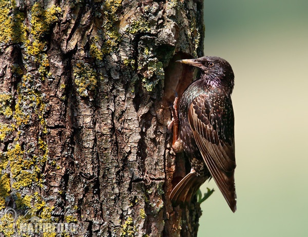 Starling (Sturnus vulgaris)