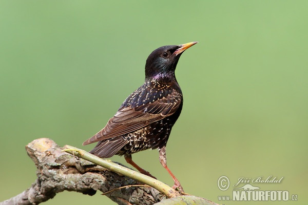 Starling (Sturnus vulgaris)