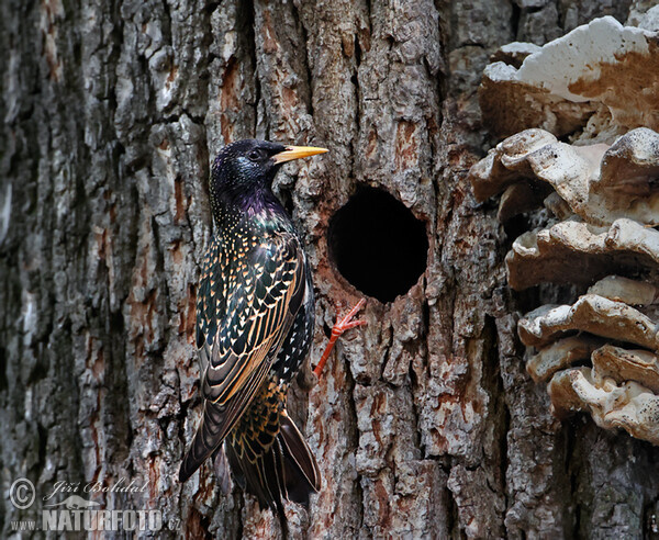 Starling (Sturnus vulgaris)