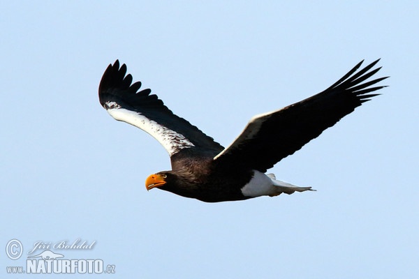 Steller's Sea Eagle (Haliaeetus pelagicus)