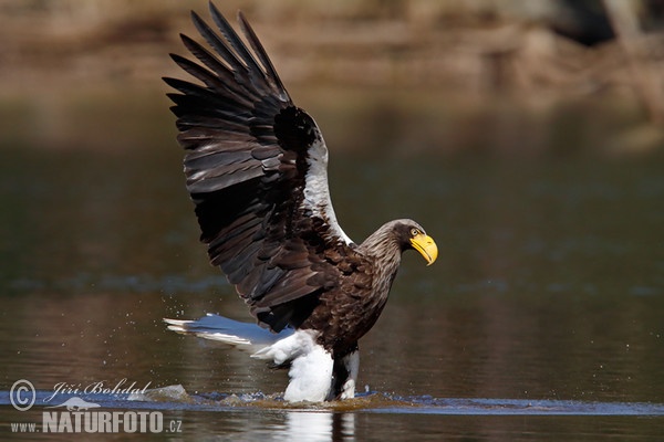 Steller's Sea Eagle (Haliaeetus pelagicus)