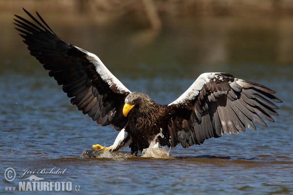 Steller's Sea Eagle (Haliaeetus pelagicus)