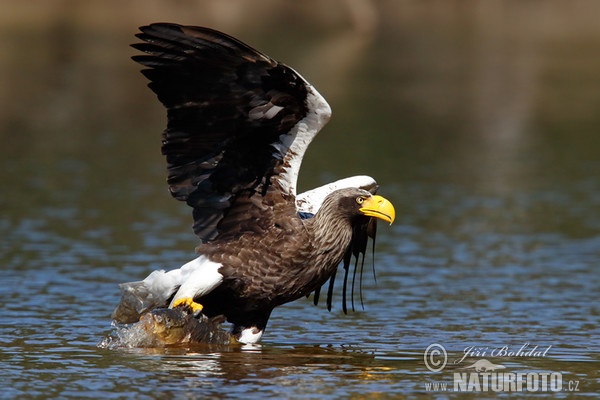 Steller's Sea Eagle (Haliaeetus pelagicus)