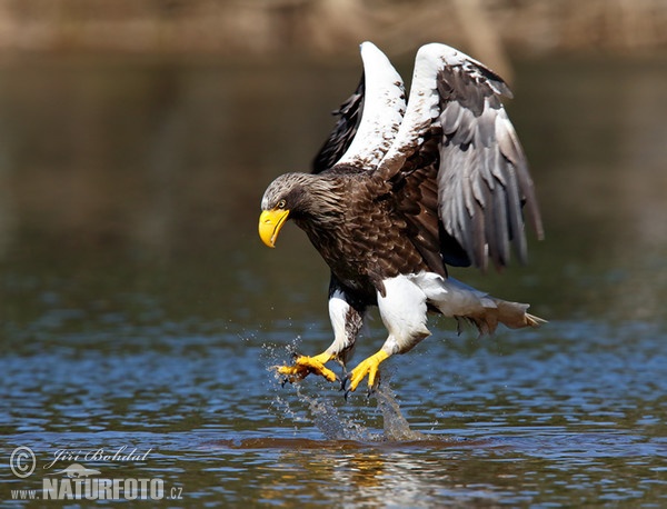 Steller's Sea Eagle (Haliaeetus pelagicus)