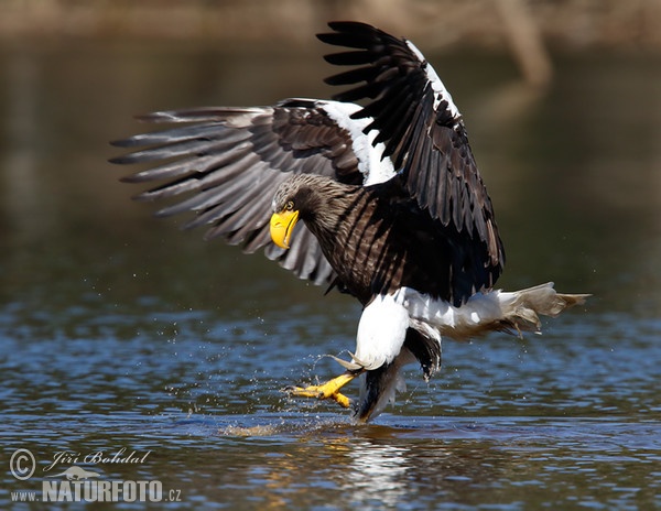 Steller's Sea Eagle (Haliaeetus pelagicus)